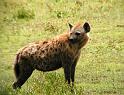 Female spotted hyena